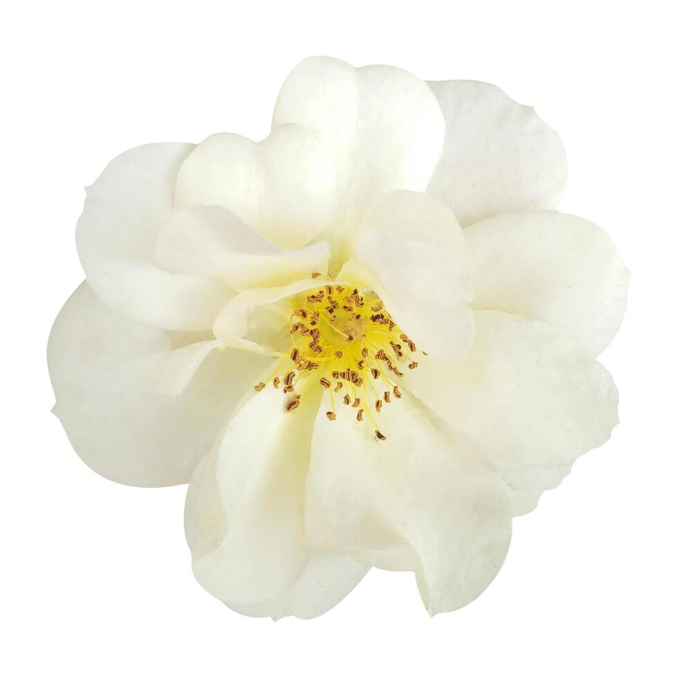 Beautiful Rose Flower photo