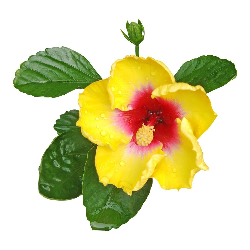 Yellow Hibiscus Flower With Green Leaf And Bud Stock Photo