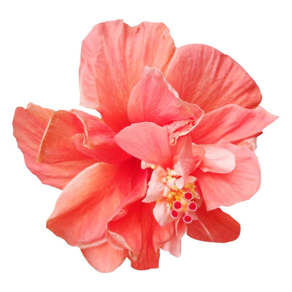 Hibiscus flower isolated on white background on white background photo