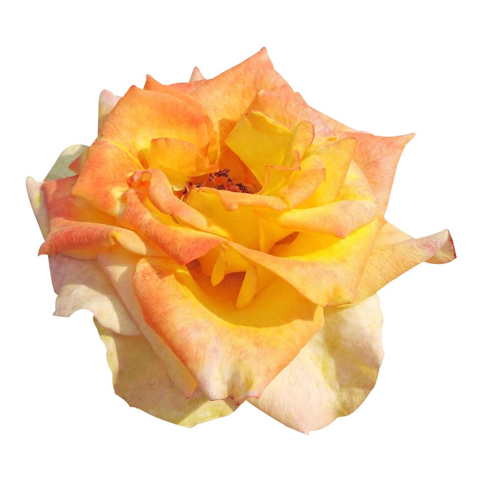 Rose flower on white background photo