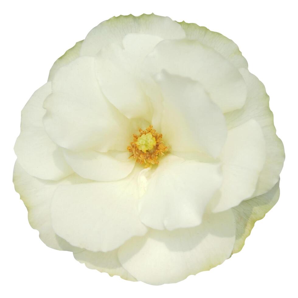 Rose flower stock photo