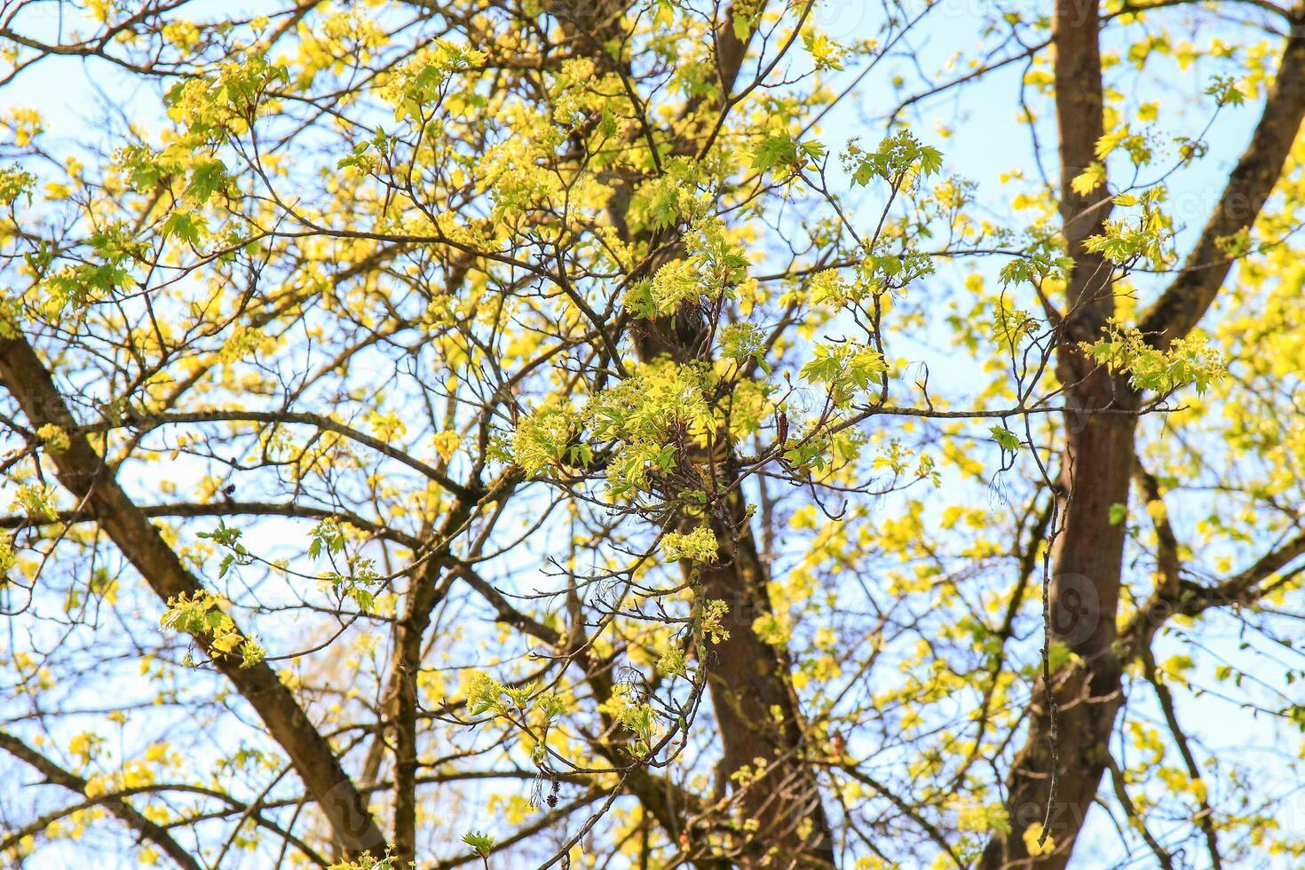 Tree leaves in the Park with Grass and Trees photo