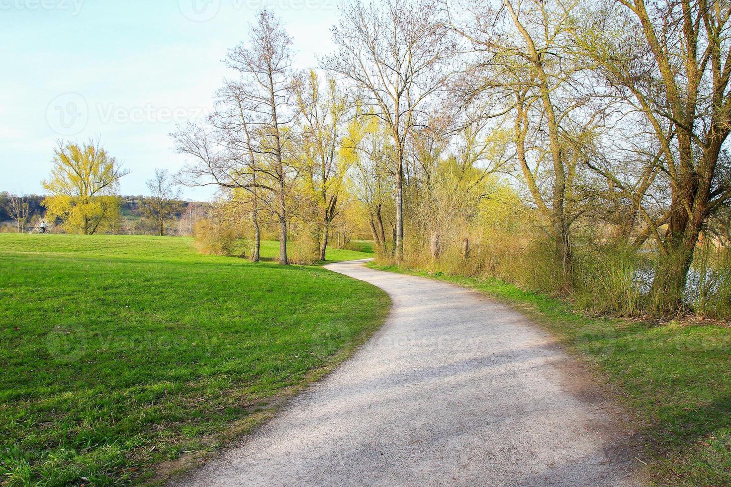 Spring Vegetation in the Park with Grass, Trees photo