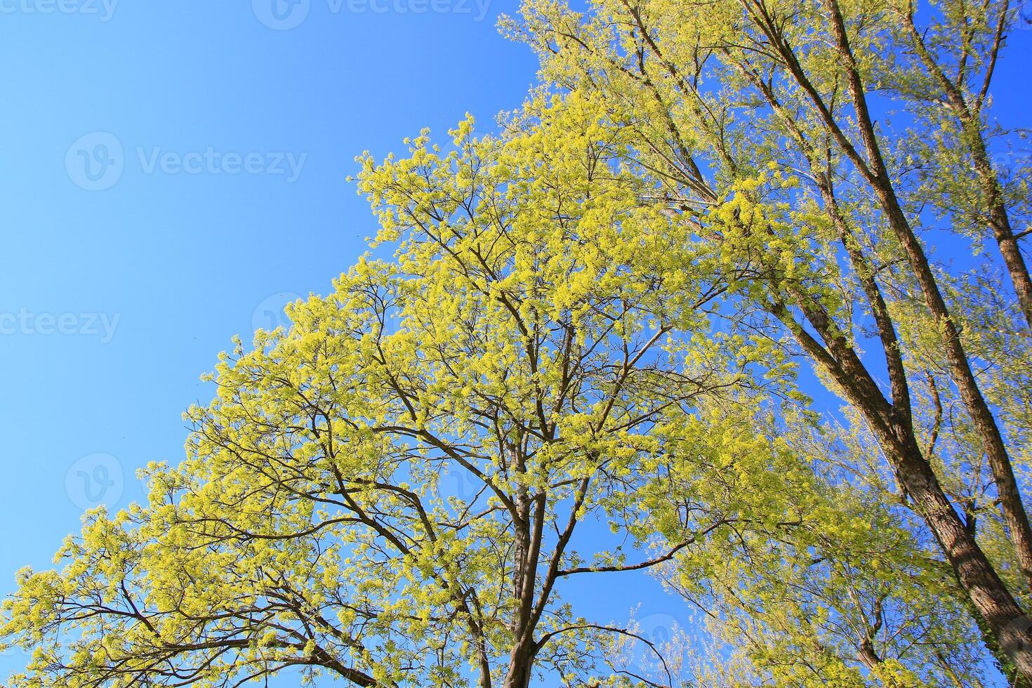 Trees in the Park with Grass and Trees photo