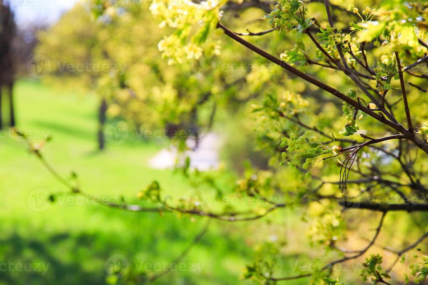 Landscape in the Park with Grass and Trees photo