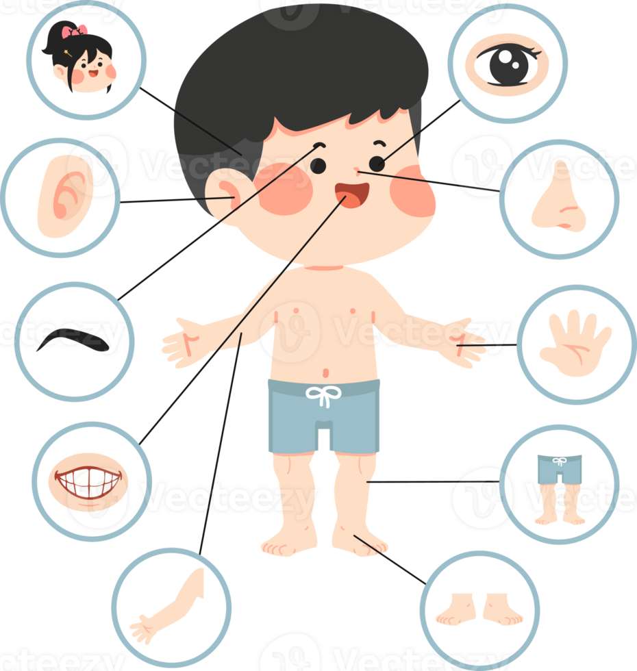 A cartoon boy with different parts of his body png