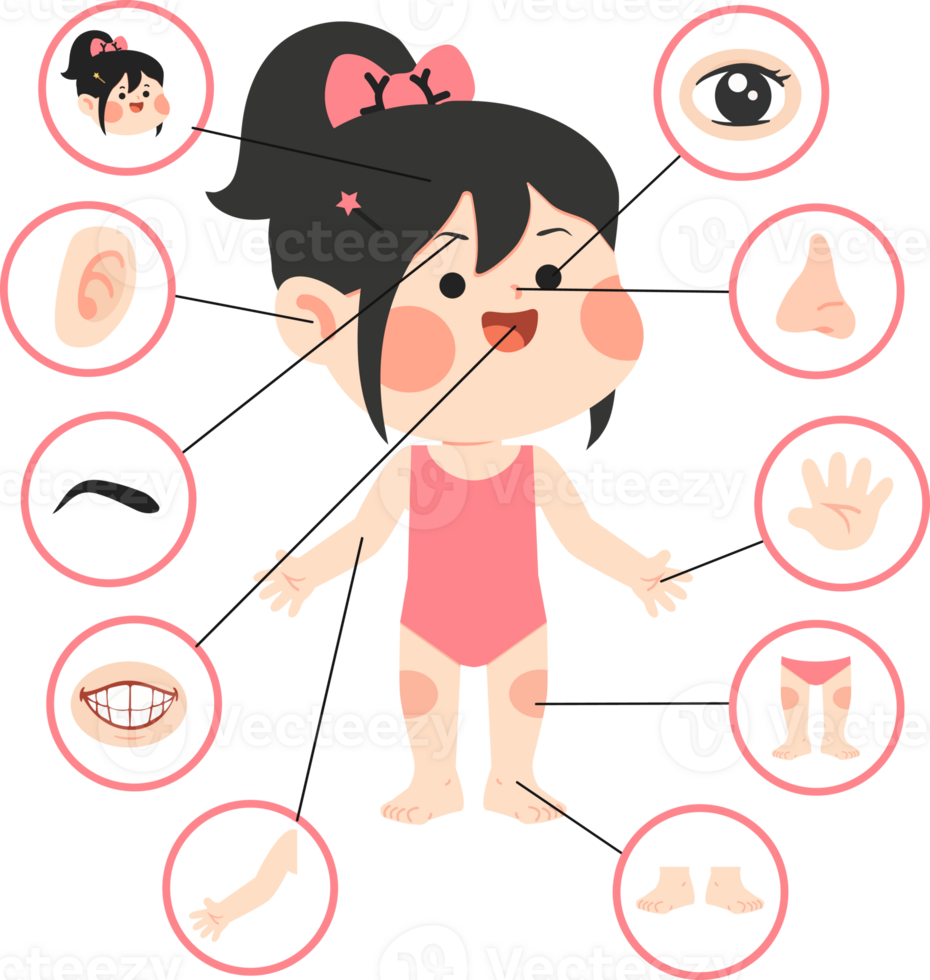 An illustration of a girl with different parts of her body png