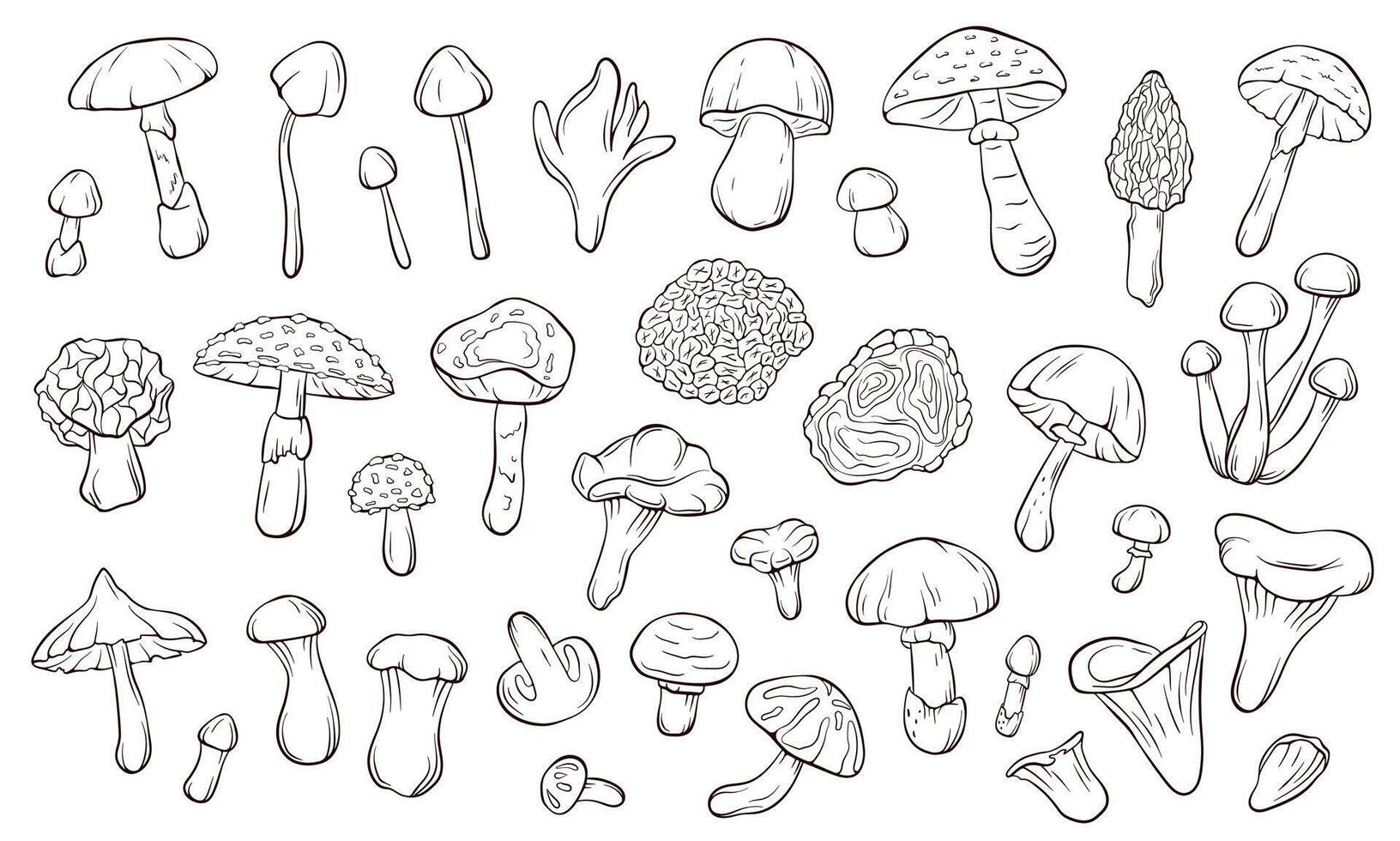 Big collection of various mushroom line art style for coloring book and botanical study. Perfect for education forest theme, natural science and toxic specie reference on white background. vector