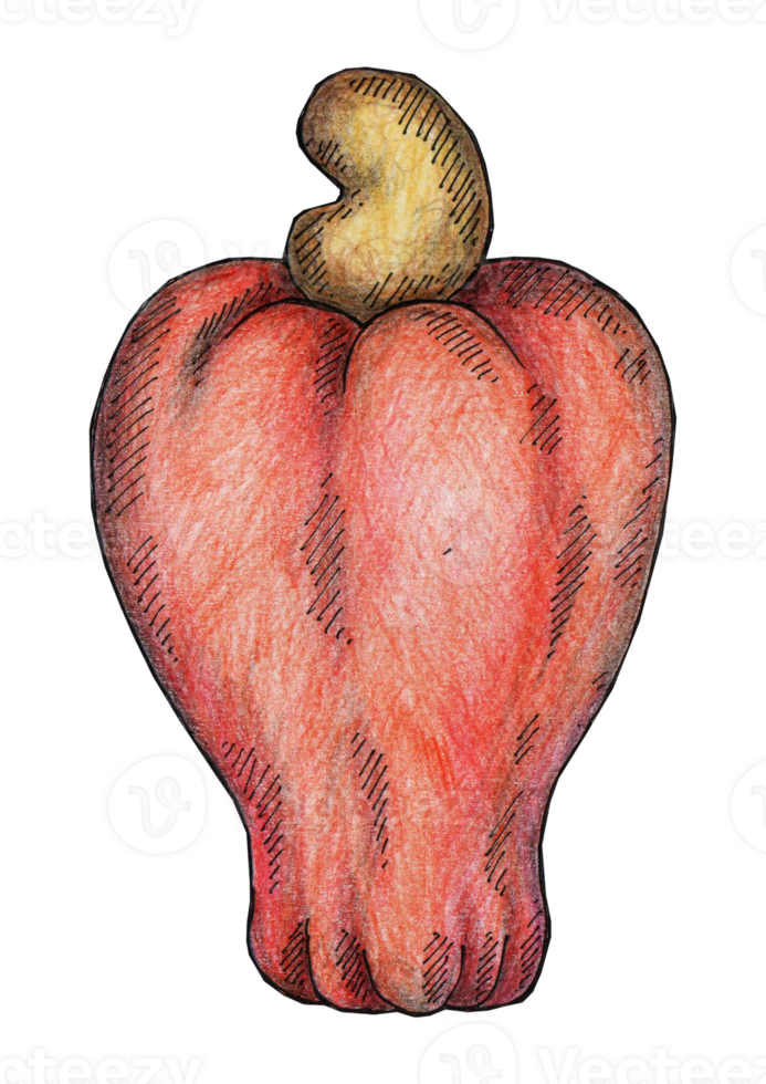 hand drawn illustration of cashew nuts png