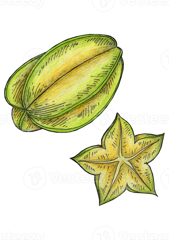 hand drawn illustration of starfruit png