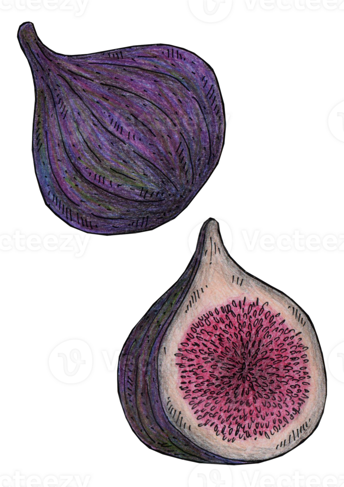 hand drawn illustration of figs png