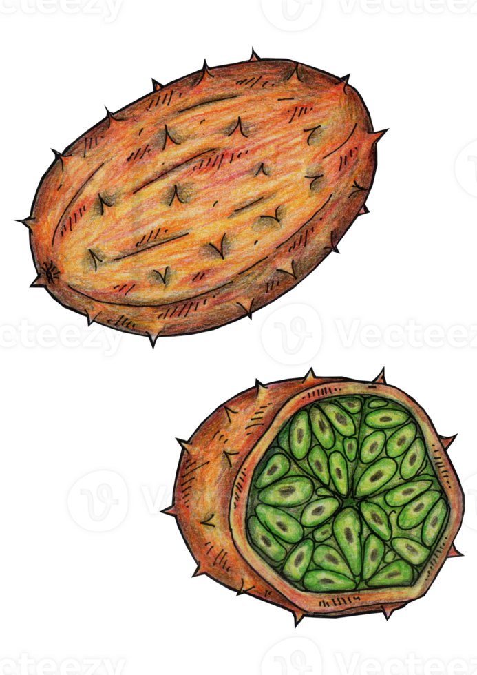 hand drawn illustration of kiwano png