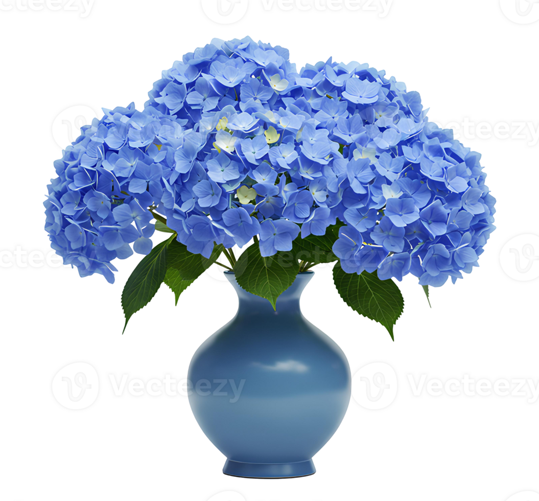 Blue hydrangea flower in a vase . Beautiful and luscious hydrangea flower bouquet in blue ceramic vase . Summer flower hydrangea in vase for interior decorations isolated png