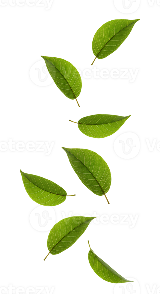 green leaves falling down . Green foliage leaves flying isolated. Luscious green leaf tumbling down for botany and nature themes . leaf and leaves png