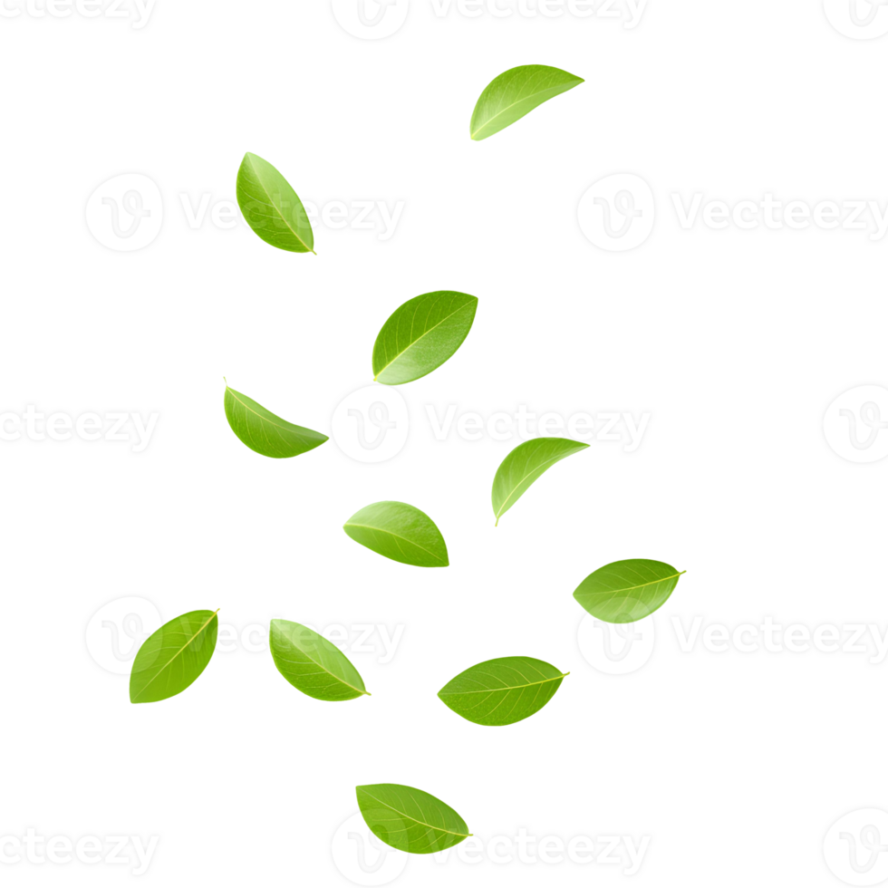 Green leaves falling down isolated on transparent background for nature visuals, seasonal graphics, and botanical design elements. Lush green foliage flying mid-air for organic visuals png