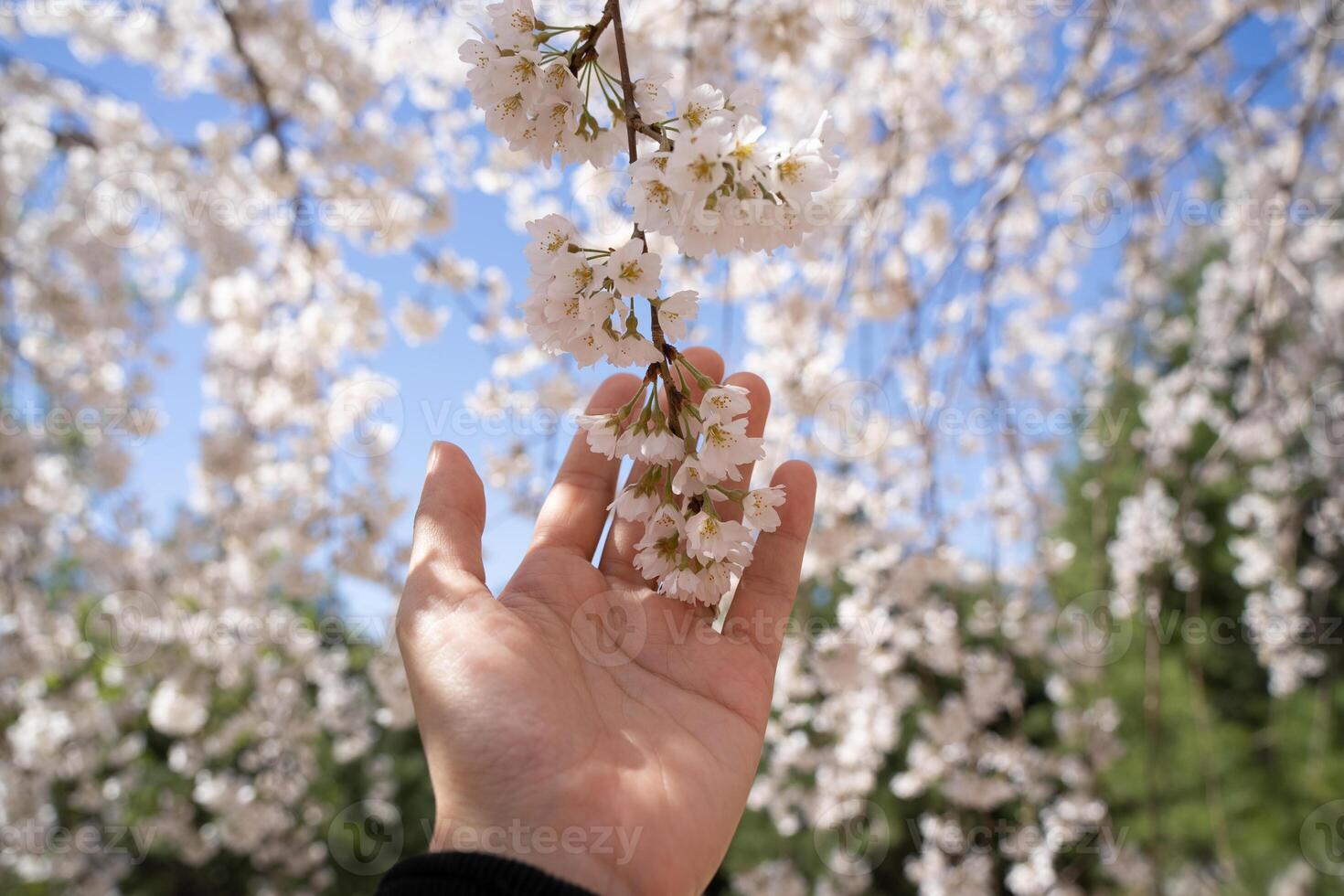 Hand reaching towards delicate pink cherry blossoms on a branch. photo