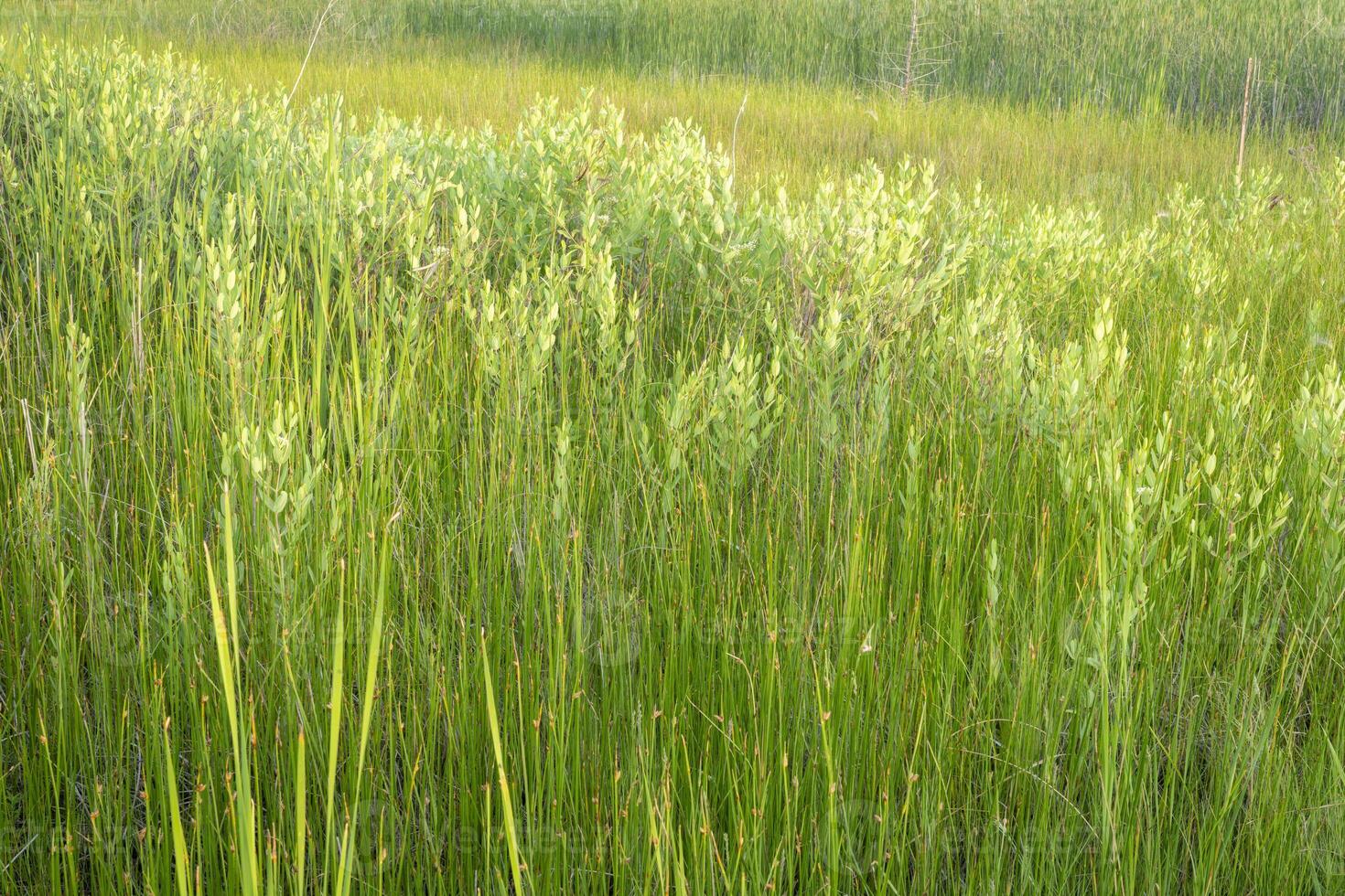 grass, reeds and shrubs, nature background of wetland or swamp, summer scenery photo