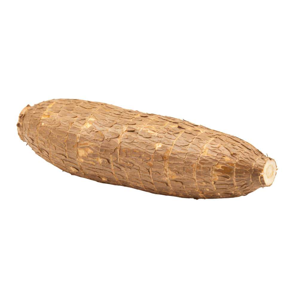Single Brown Cassava Root on Transparent Background png
