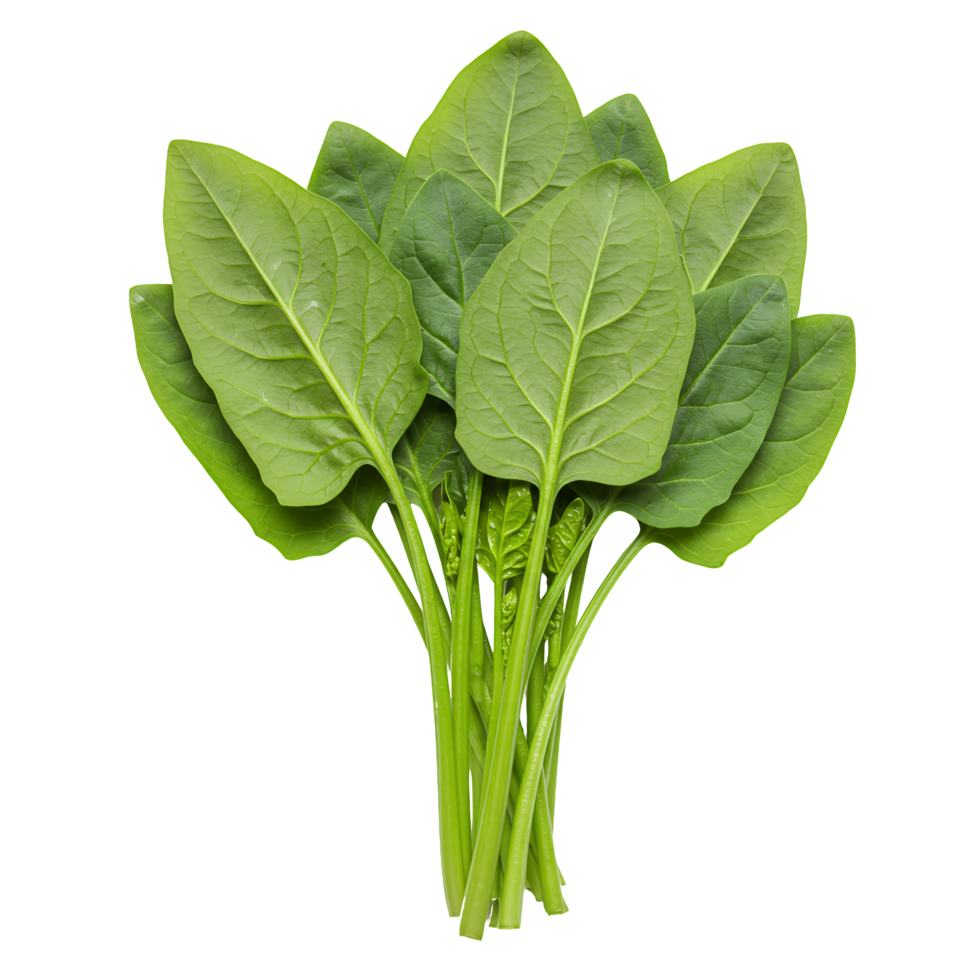 Fresh Green Spinach Bunch Isolated on Transparent Background png