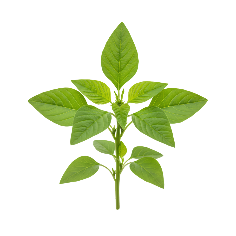 Vibrant Green Plant Seedling with Five Leaves on Transparent png