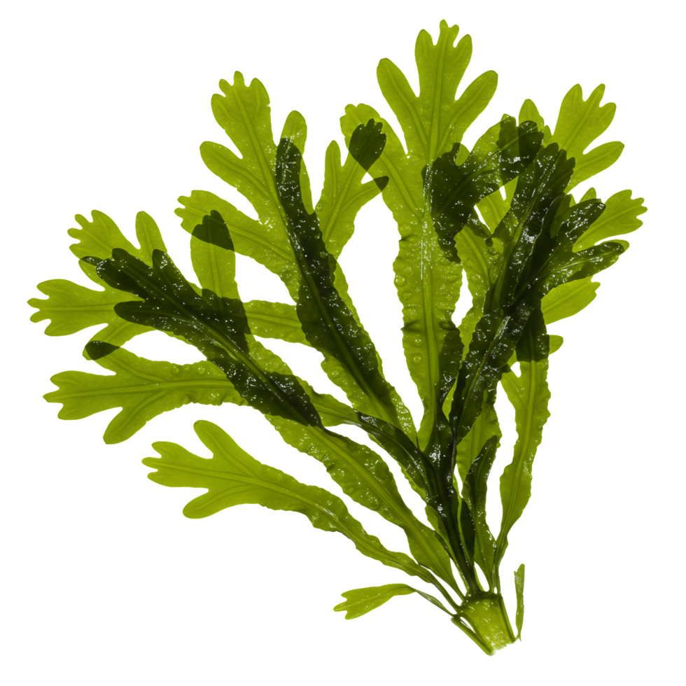 Intricate Bright Green Aquatic Plant with Feathery Leaves on Black png
