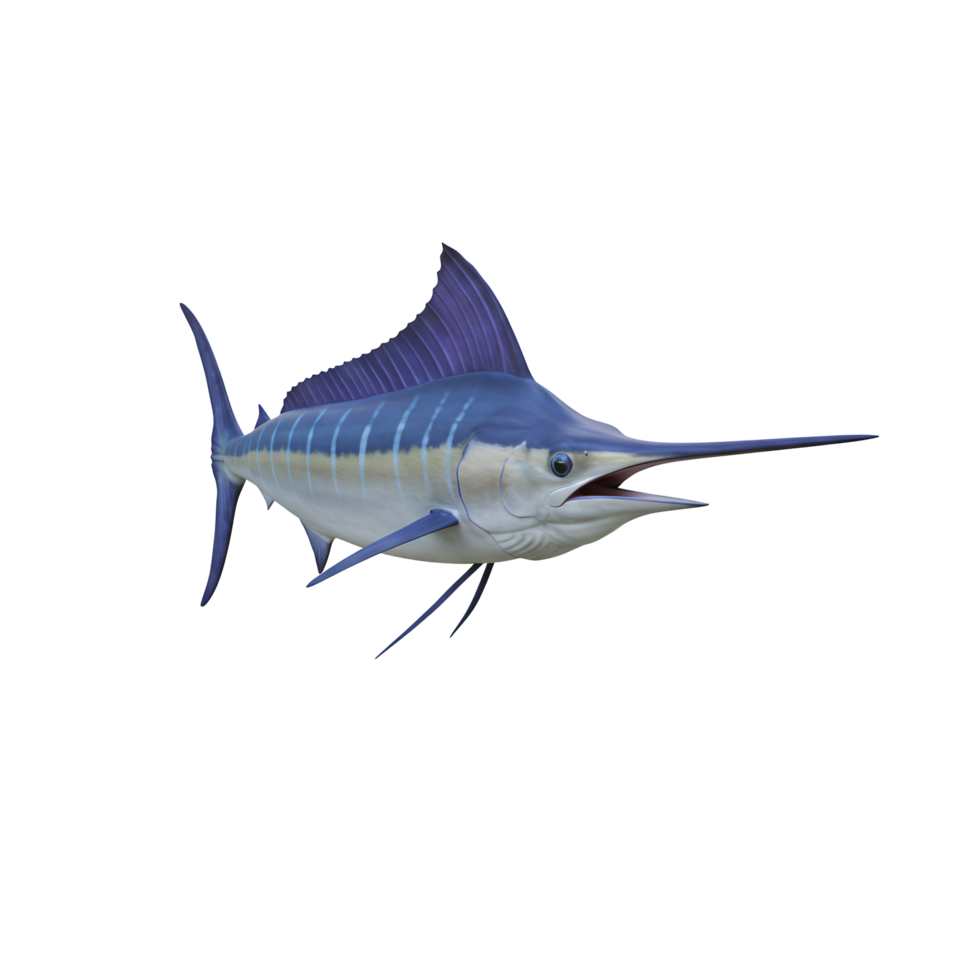 Striped Marlin Swimming, Isolated on Transparent Background png