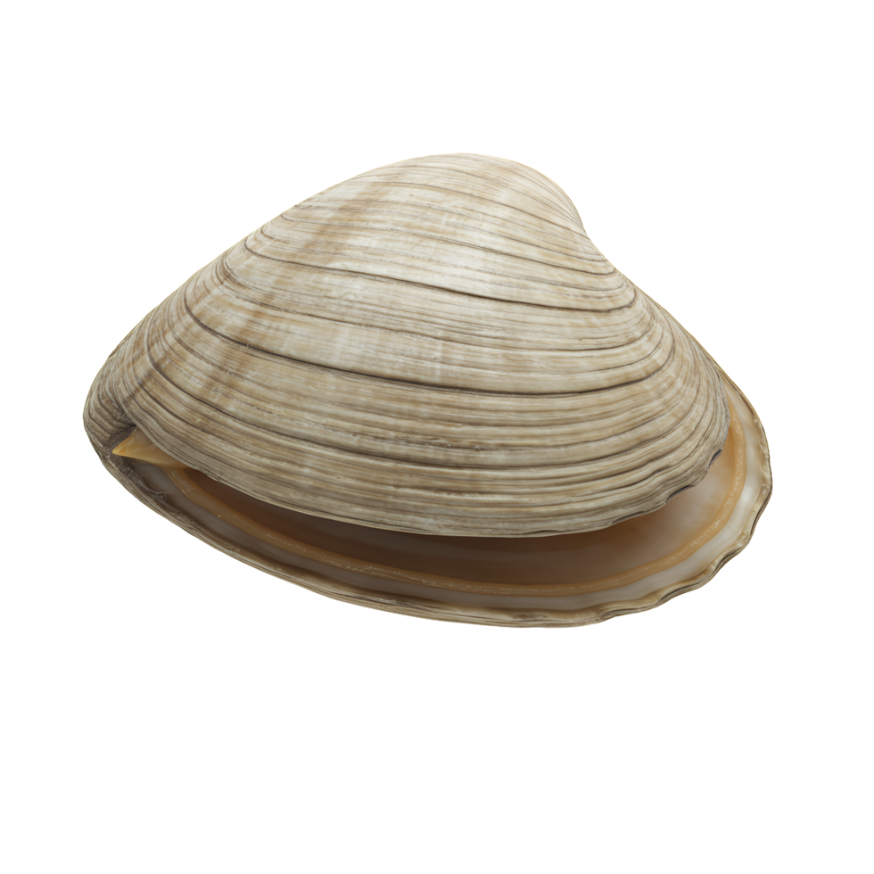 Beige Clam Shell on Transparent Background png