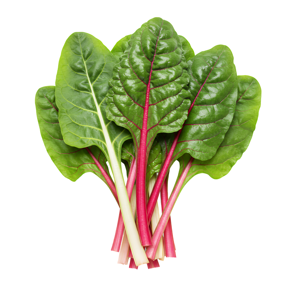 Vibrant Red and Green Chard Leaves Close Up png