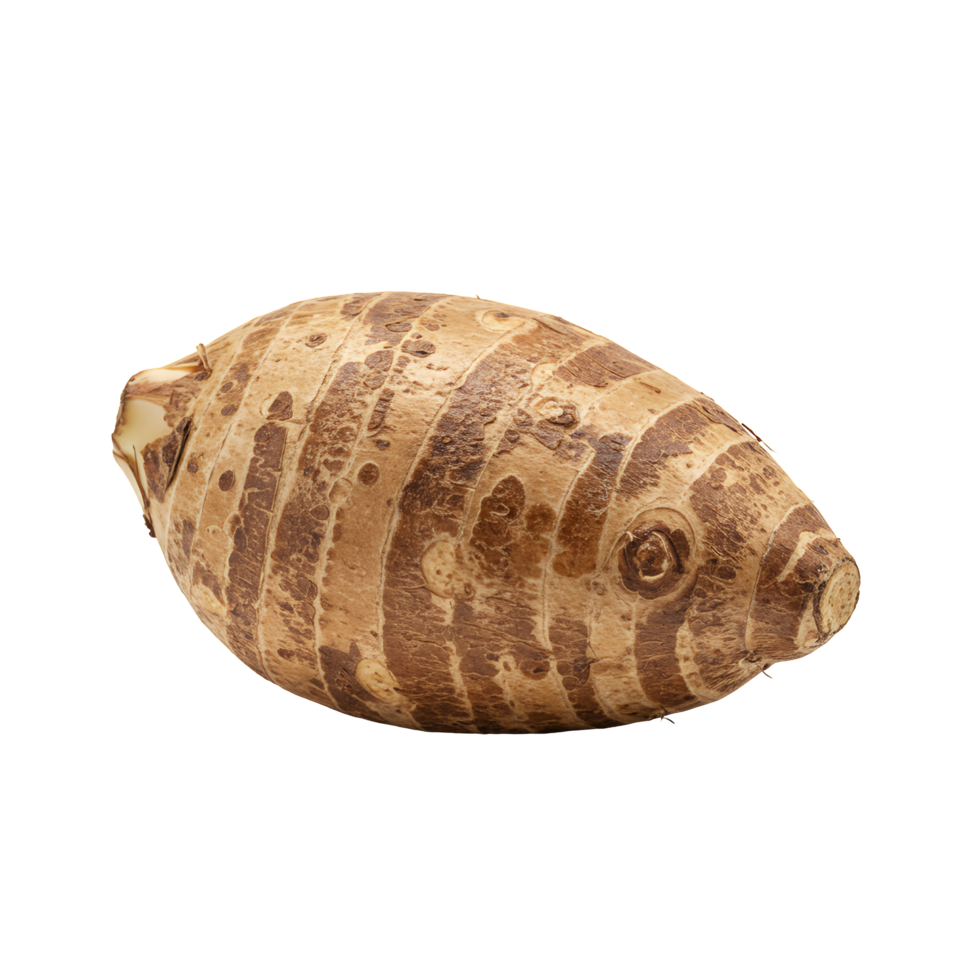 Single Brown and Tan Taro Root on Transparent Background png