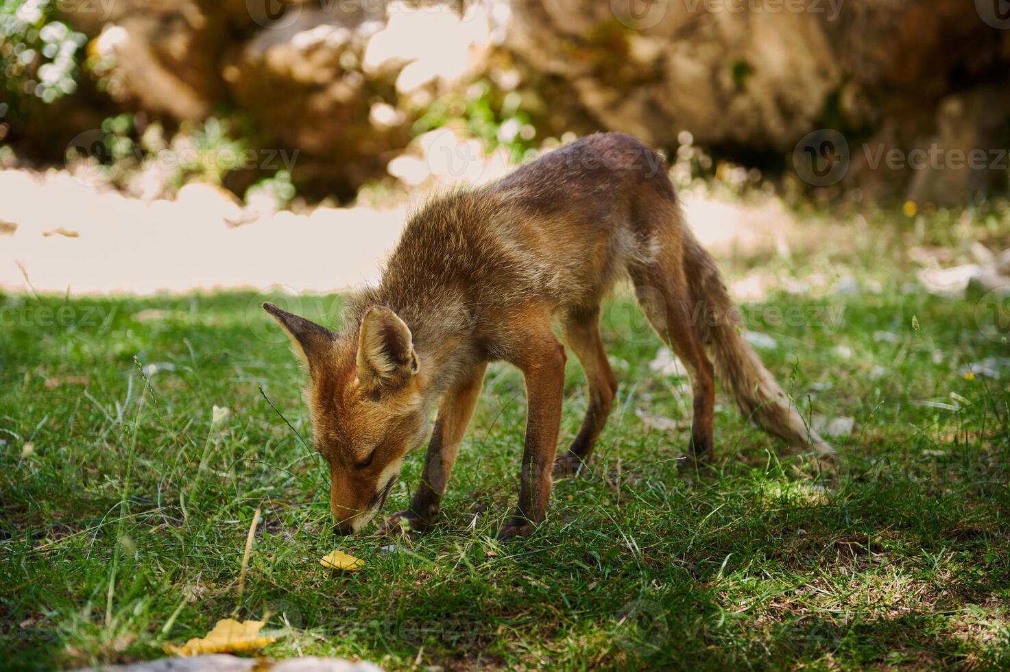Red Fox Cub Exploring Outdoors in a Sunny Forest Clearing photo
