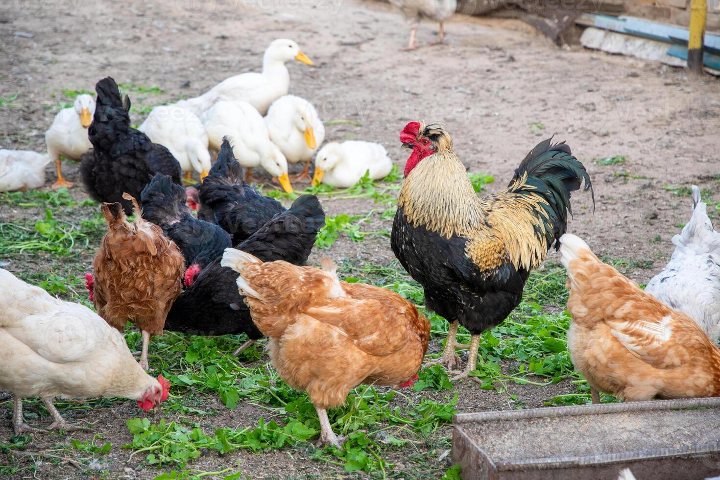 Rooster, chickens and ducks, cliffs and food for grass on a bright farm, basking in the warmth of a sunny day, embodying the essence of rural life,concept of poultry for laying eggs and dietary meat photo