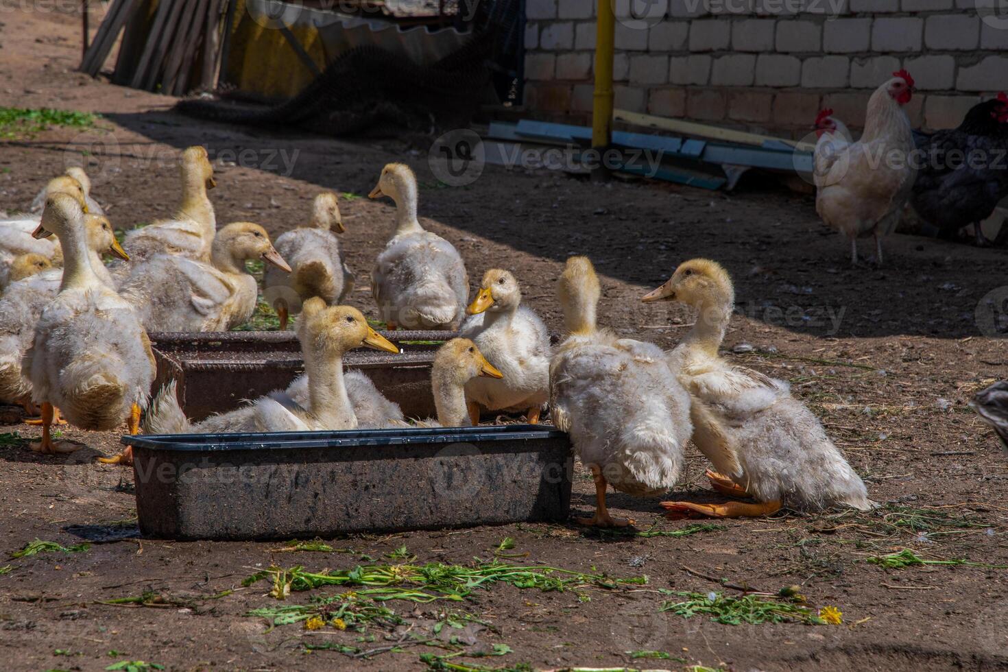 Yellow ducklings drinking water and resting near a water trough in a farmyard on a sunny day, with chickens wandering in the background, creating a lively rural scene photo