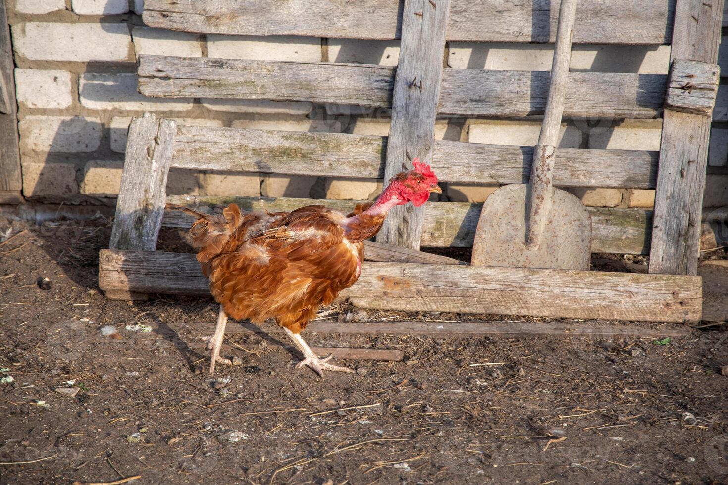 Free roaming brown hen with skinned neck walks near rustic wooden fence made of rough boards, concept of seasonal molting or suffered from love of rooster, old shovel stands nearby in village yard, photo