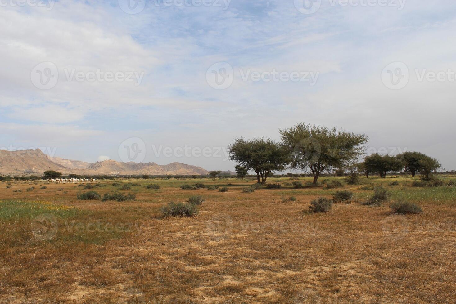 A field with a few trees and a few animals photo