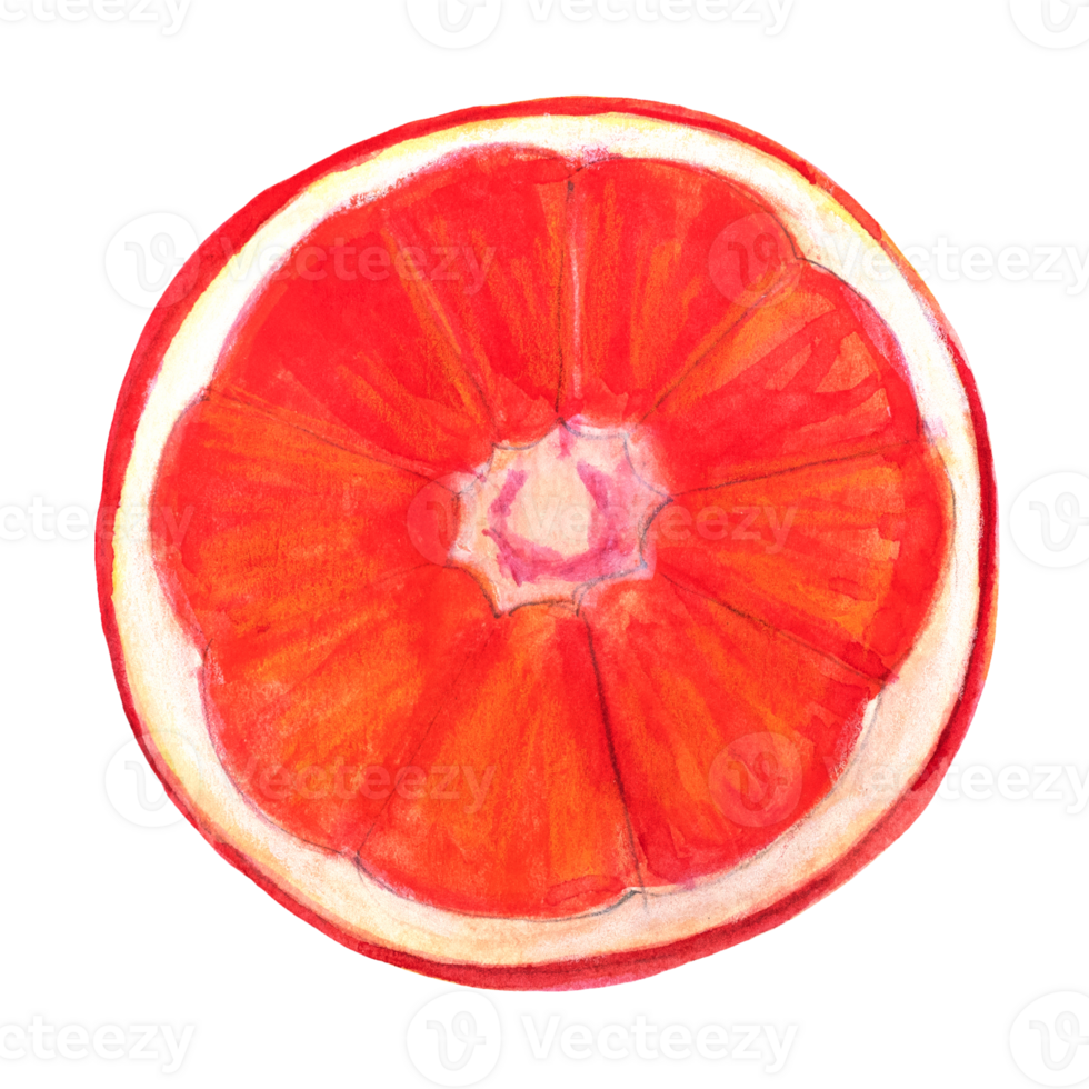 Watercolor Deep Red Slice Citrus Illustration png