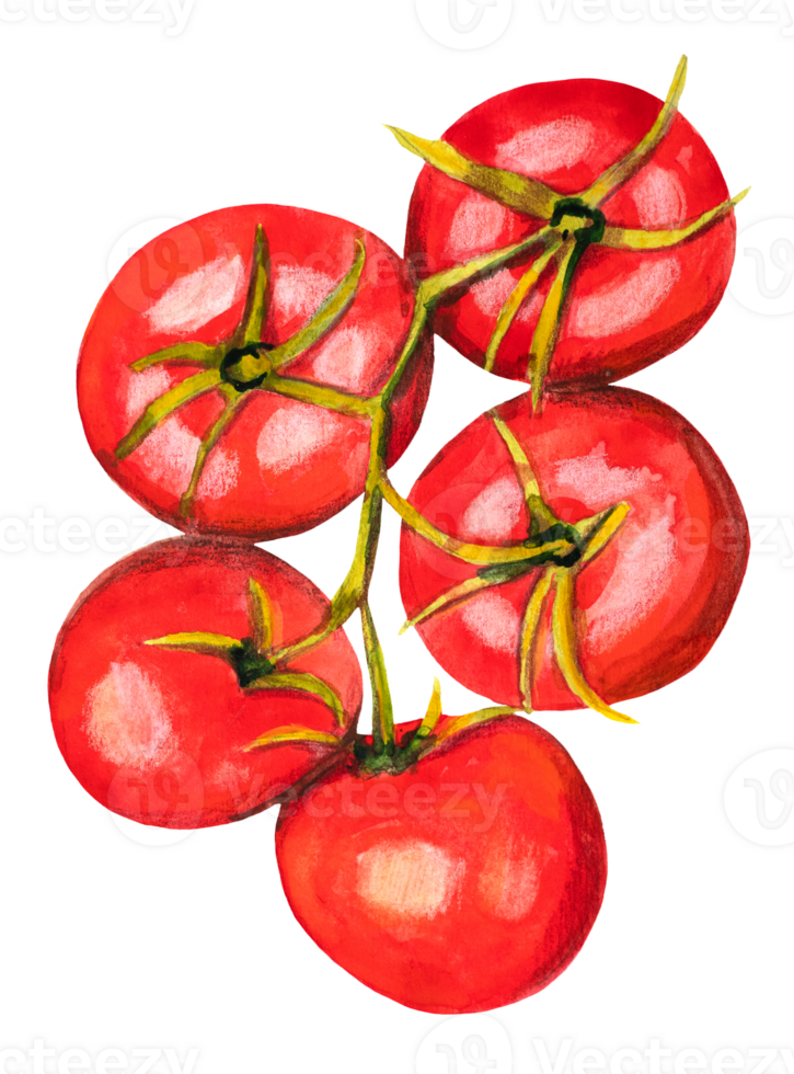 Watercolor Tomatoes Vegetables Branch Illustration png