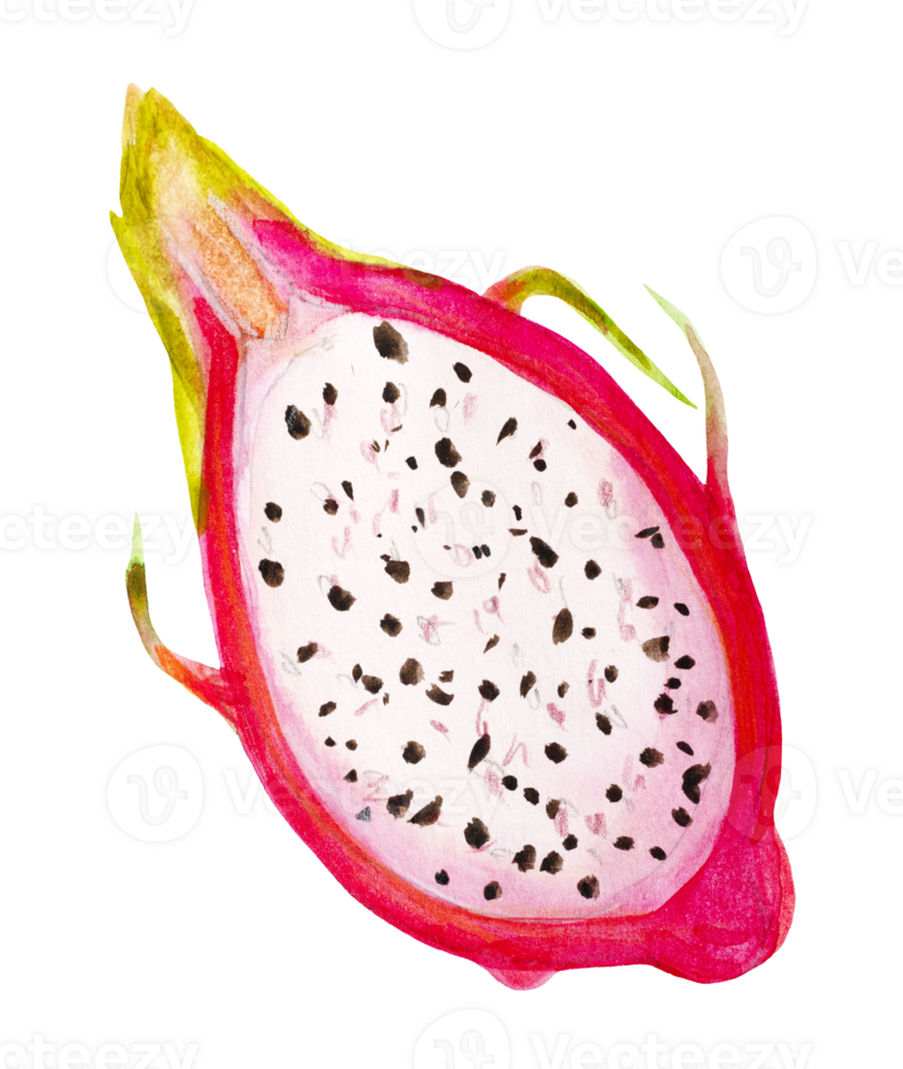 Dragon Fruit Half Watercolor Illustration Top View png