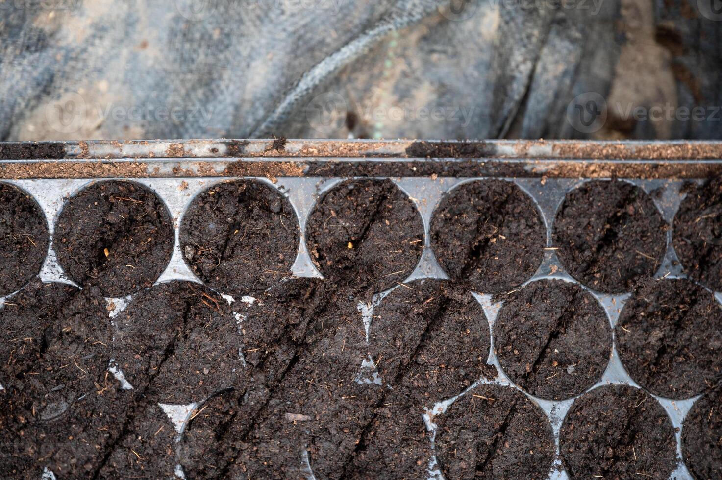 Vegetable seeds cultivate growth in the soil tray photo