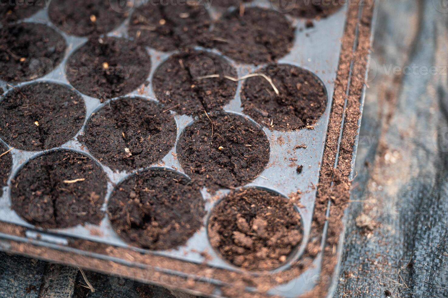 Vegetable seeds growth in the soil tray photo