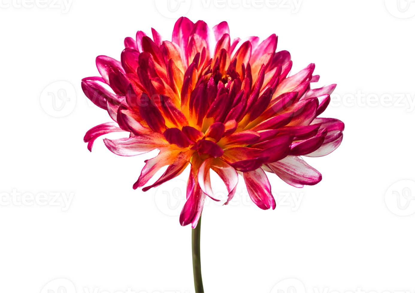 Charming wildflower composition depicted with a transparent background in format. png