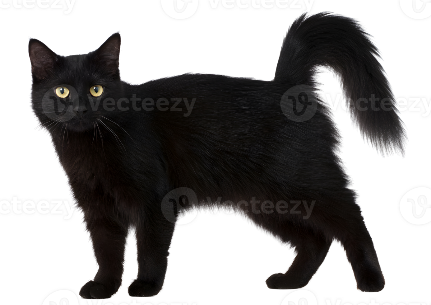 Adorable standing fat black cat with round cheeks and charming demeanor on a transparent background in high-quality format. png