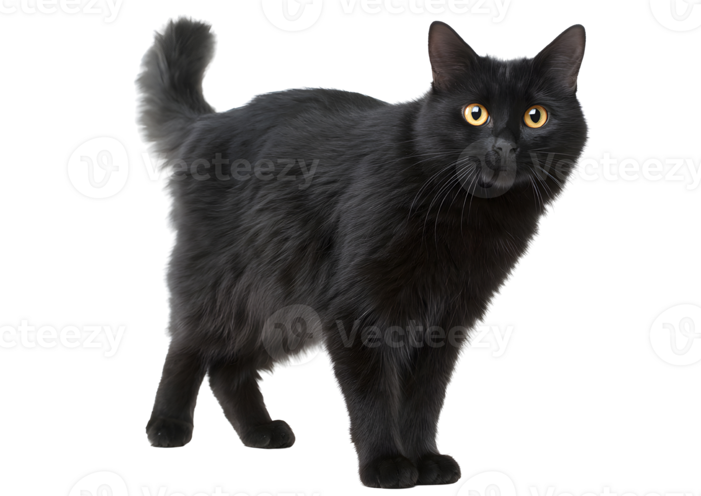 Plump standing cute black cat with expressive features and a playful stance showcased on a transparent background in high-resolution format. png