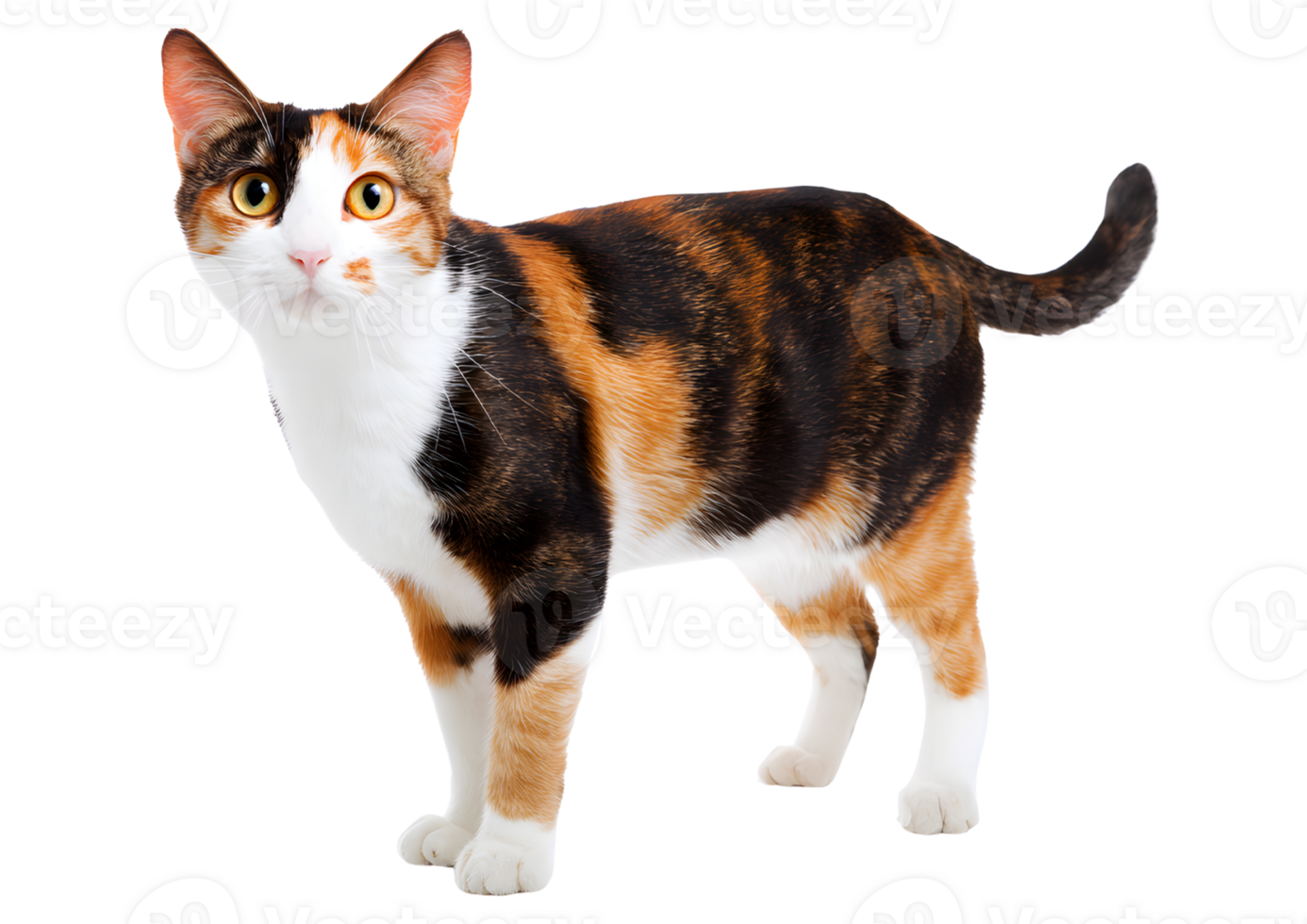 Cautious standing calico cat with a fluffy coat and an anxious expression displayed on a transparent background in format. png