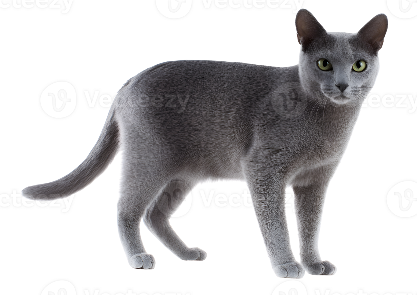 Charming standing blue cat with a sleek coat and playful demeanor showcased on a transparent background in format. png