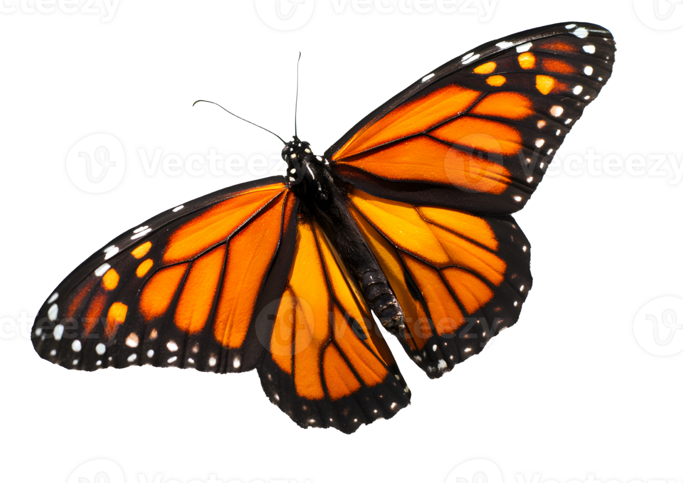 butterfly on a transparent background, perfect for designs. png