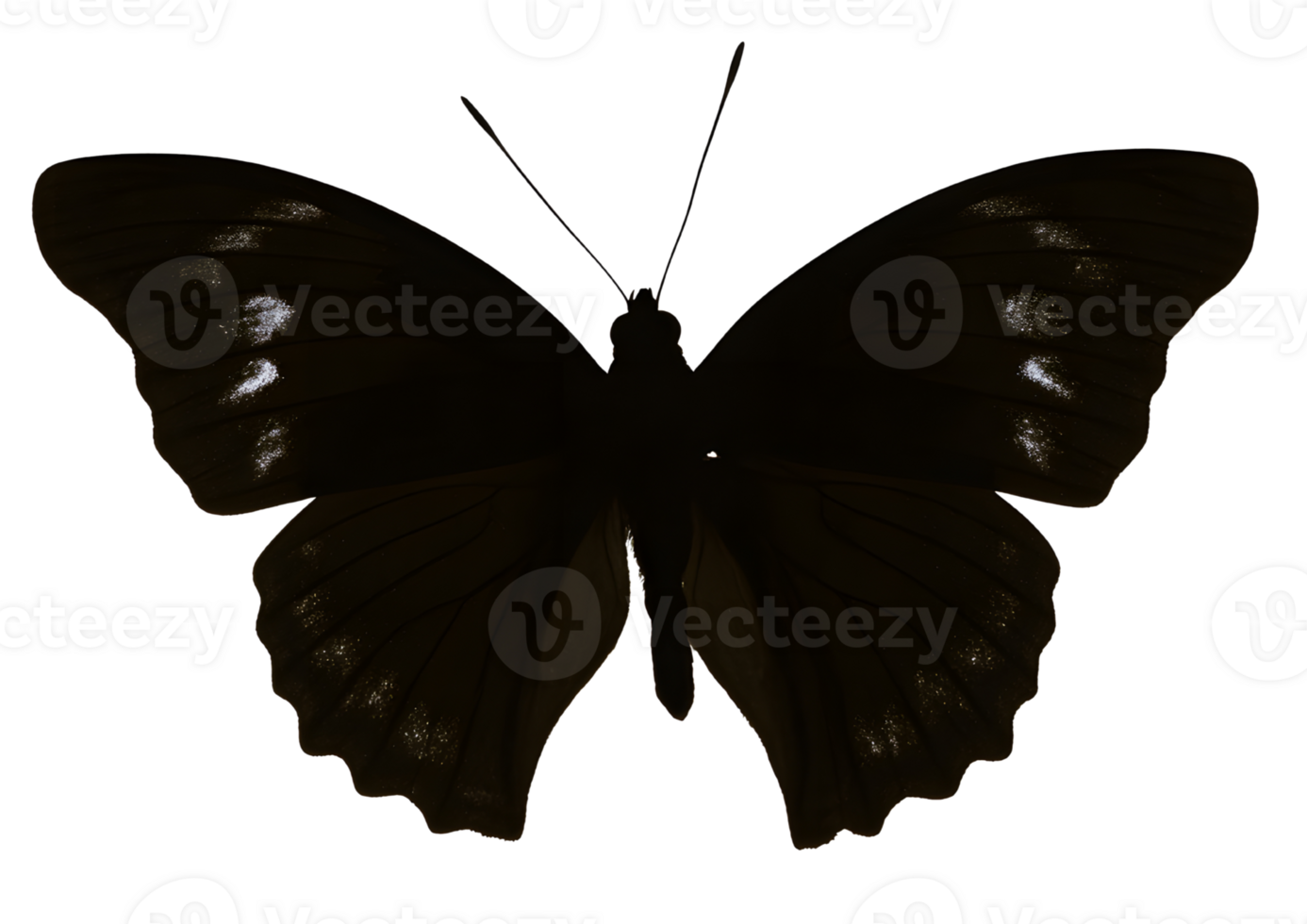 Elegant butterfly silhouette on a transparent background for creative designs. png
