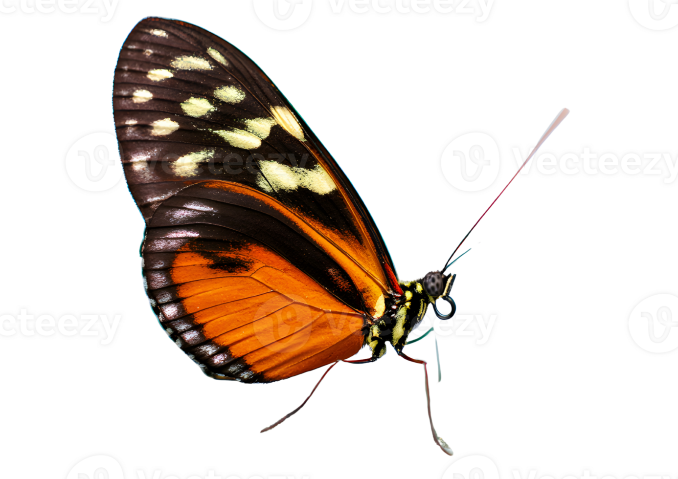 Elegant butterfly with a transparent background ideal for nature-themed graphics. png