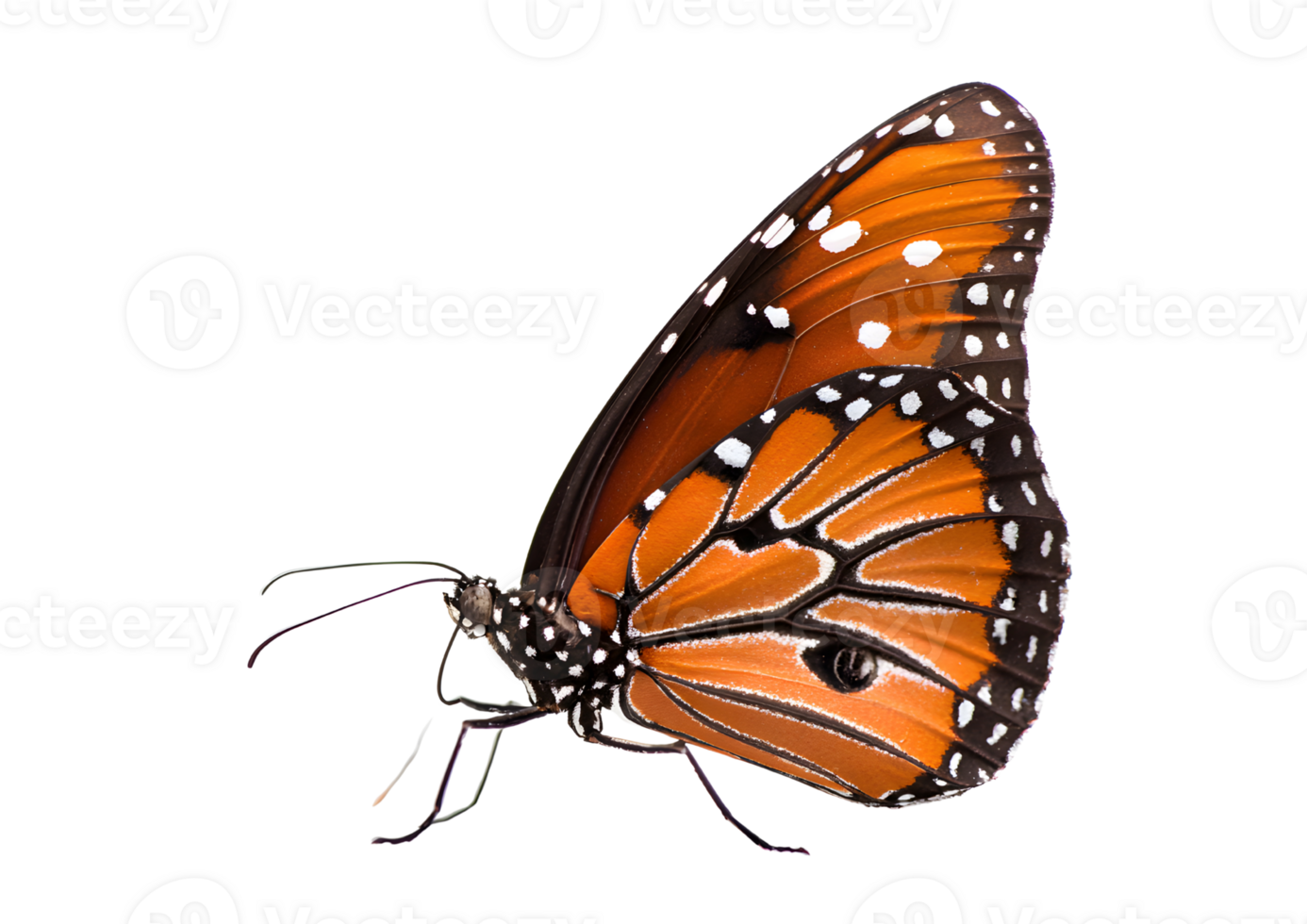 Colorful butterfly on a transparent background for vibrant design options. png