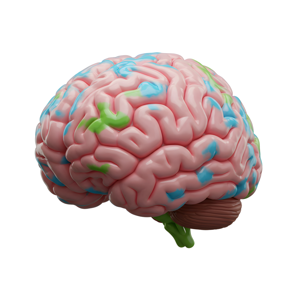 A pink human brain model showcases blue and green regions, potentially depicting different areas of activity, suitable for educational or medical illustration. png