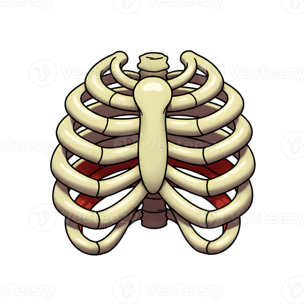 Illustration shows the human rib cage with visible ribs and sternum, displaying the bone structure for educational purposes. png